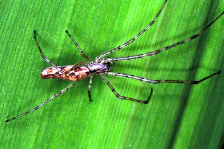 Tetragnatha_ZZ208_RF0723_Z_75_Les Gris_Frankrijk.jpg